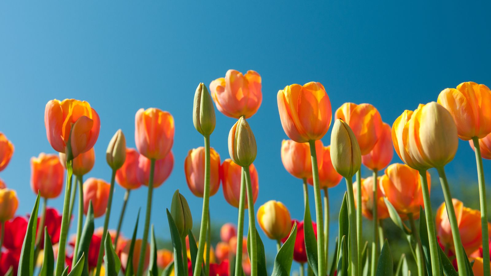 Spring Budget 2024 date confirmed for 6 March